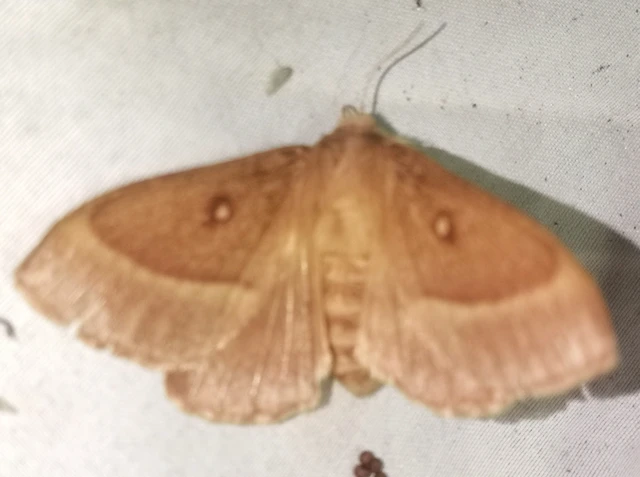 Lasiocampa trifolii - lóhereszövő