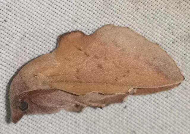 Phyllodesma tremulifolia - nyárlevélpohók