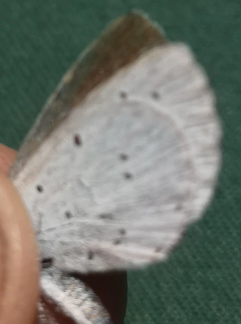 Celastrina argiolus - bengeboglárka