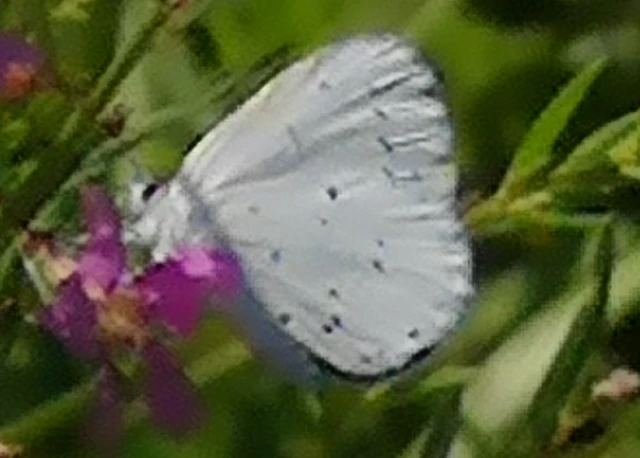 Celastrina argiolus - bengeboglárka