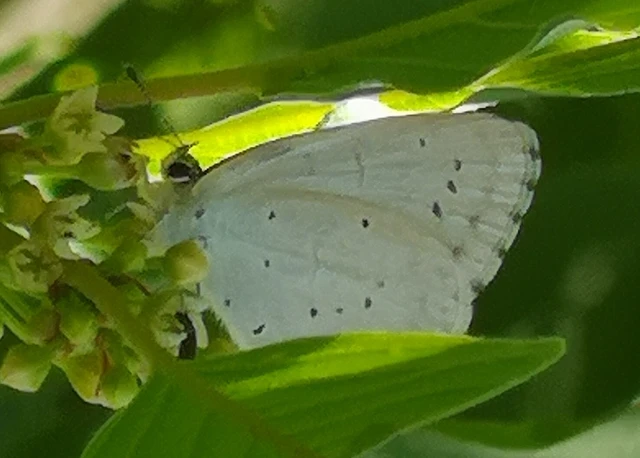 Celastrina argiolus - bengeboglárka