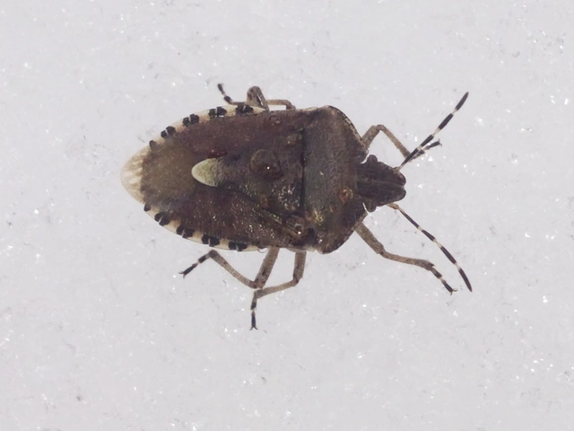 Dolycoris baccarum - közönséges bogyómászó-poloska Dolycoris baccarum - közönséges bogyómászó-poloska