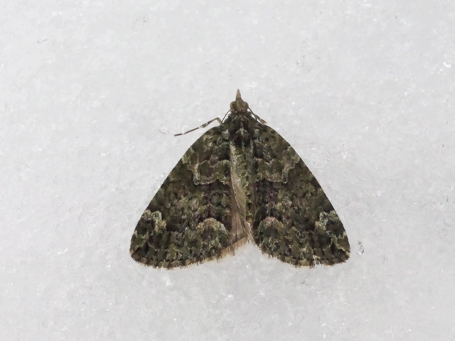 Chloroclysta siterata - salátazöld araszoló