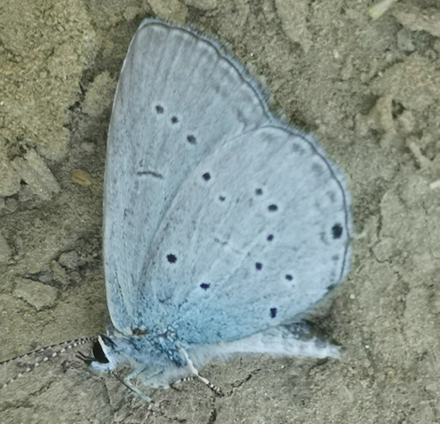 Cupido decolorata - fakó boglárka
