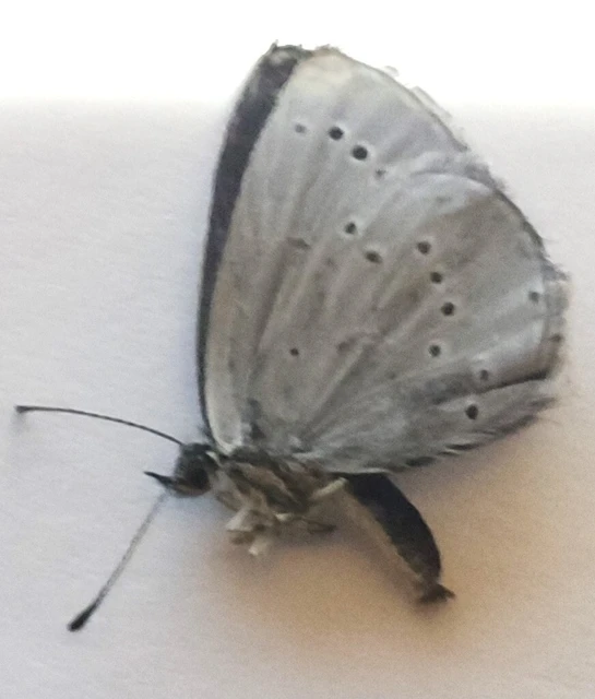 Cupido minimus - törpeboglárka Cupido minimus - törpeboglárka