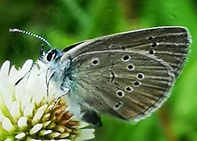 Cyaniris semiargus - aprószemes boglárka