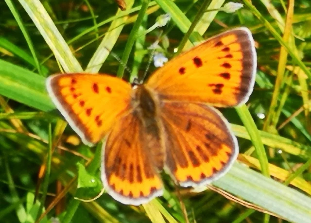 Lycaena dispar rutilus - nagy tűzlepke