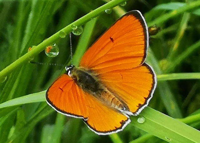 Lycaena dispar rutilus - nagy tűzlepke
