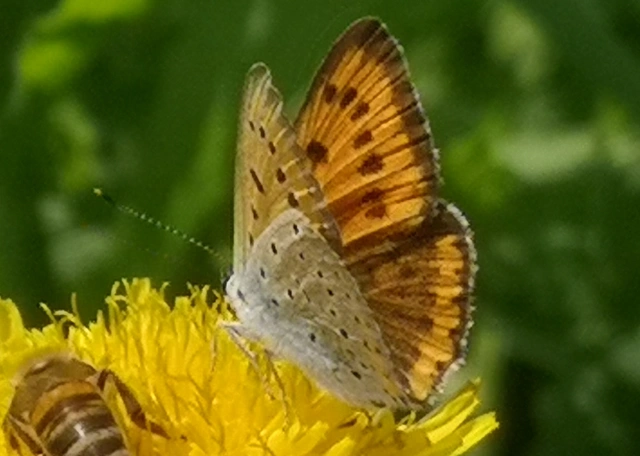 Lycaena dispar rutilus - nagy tűzlepke