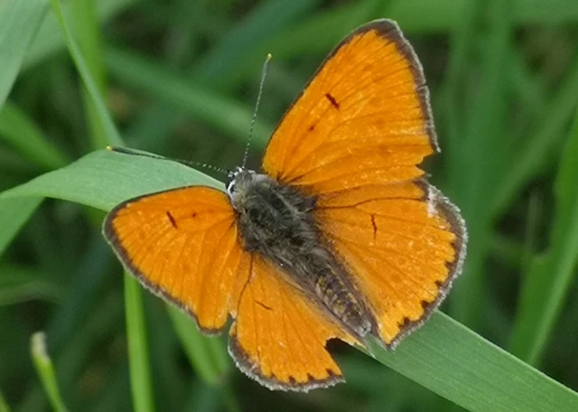 Lycaena dispar rutilus - nagy tűzlepke
