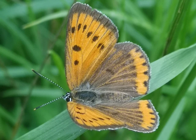 Lycaena dispar rutilus - nagy tűzlepke