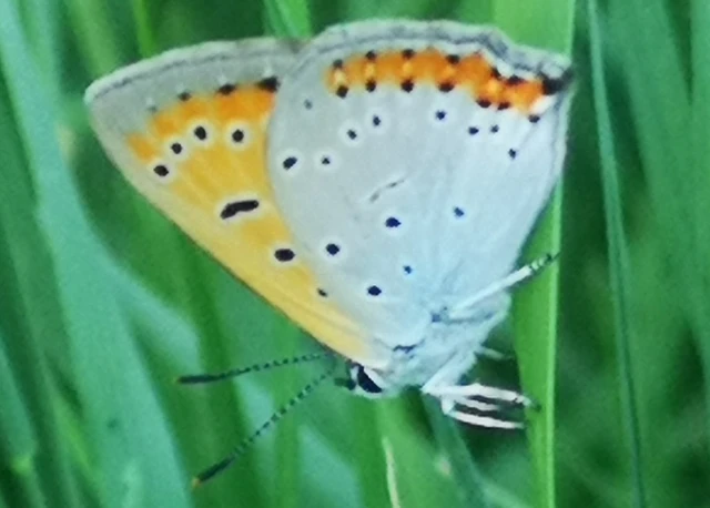 Lycaena dispar rutilus - nagy tűzlepke