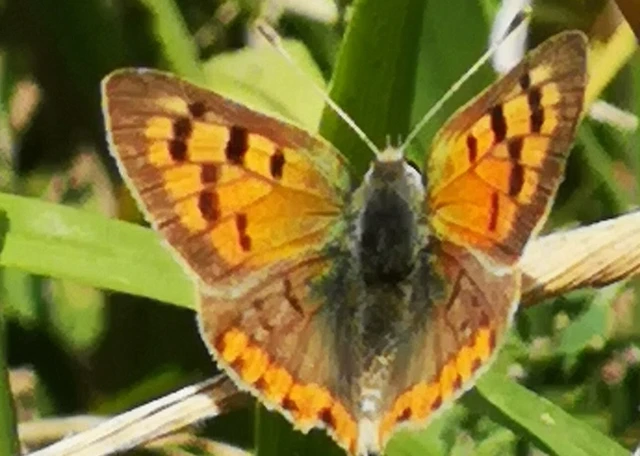 Lycaena phlaeas - közönséges tűzlepke