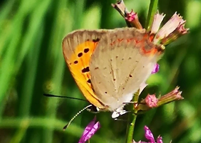 Lycaena phlaeas - közönséges tűzlepke