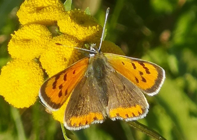 Lycaena phlaeas - közönséges tűzlepke
