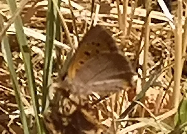 Lycaena phlaeas - közönséges tűzlepke