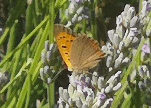 Lycaena phlaeas - közönséges tűzlepke