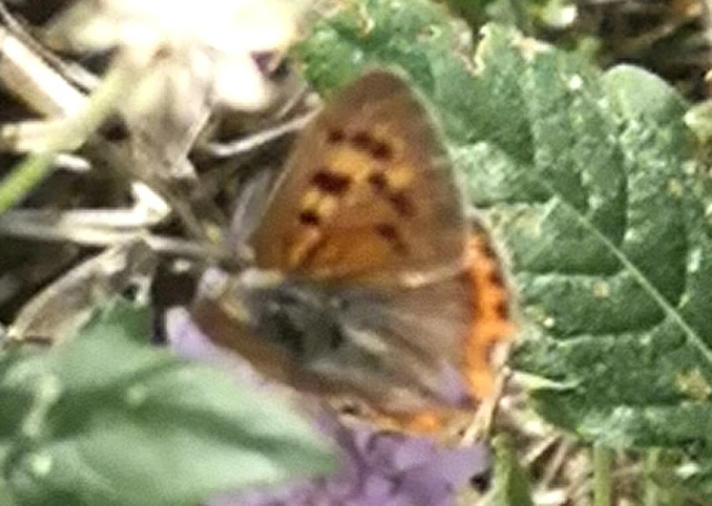 Lycaena phlaeas - közönséges tűzlepke