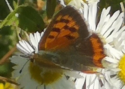 Lycaena phlaeas - közönséges tűzlepke