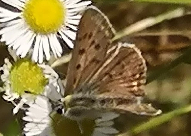 Lycaena tityrus - barna tűzlepke