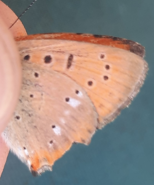 Lycaena virgaureae - arany-tűzlepke