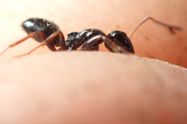 Camponotus piceus - szurkos lóhangya