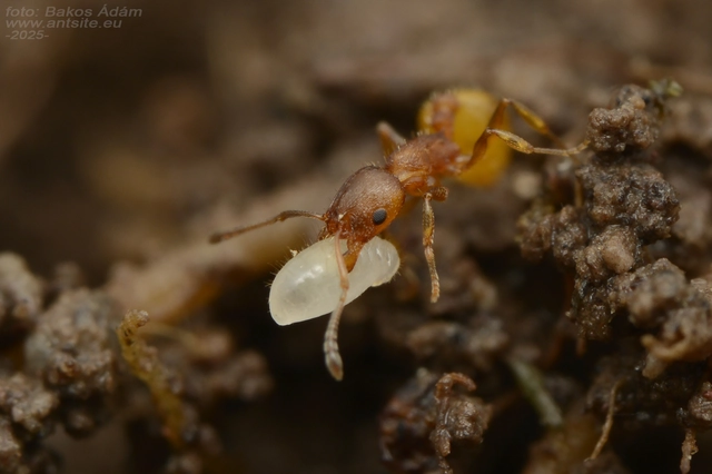 Temnothorax unifasciatus - gyűrűs kéreghangya