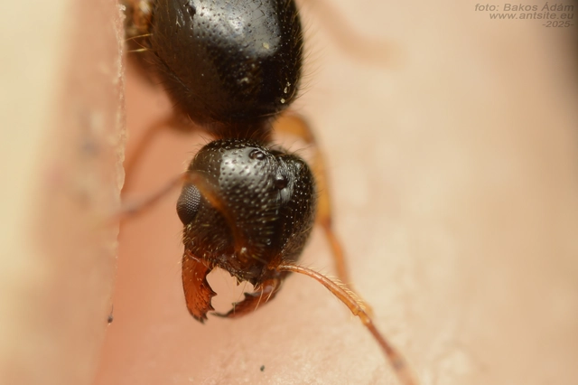 Solenopsis fugax - tolvajhangya