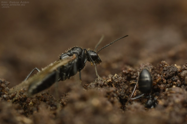 Camponotus piceus - szurkos lóhangya