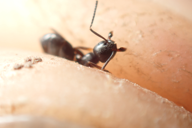 Tapinoma erraticum - kóborhangya