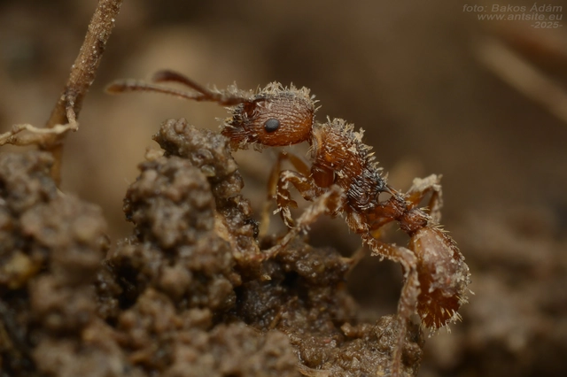 Myrmica scabrinodis - réti bütyköshangya