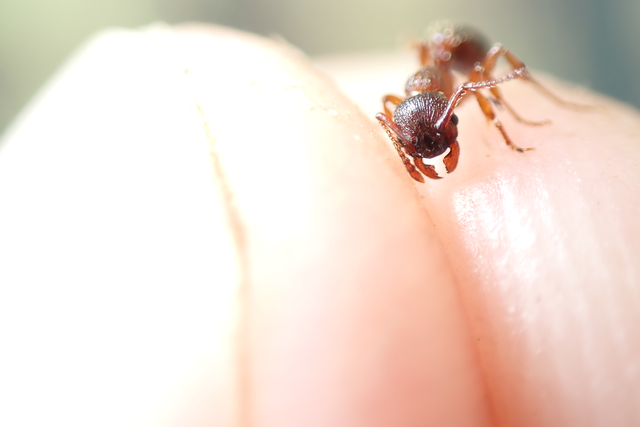 Myrmica curvithorax - sziki bütyköshangya