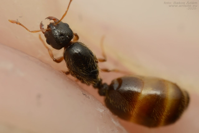 Solenopsis fugax - tolvajhangya