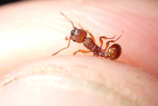 Myrmica scabrinodis - réti bütyköshangya