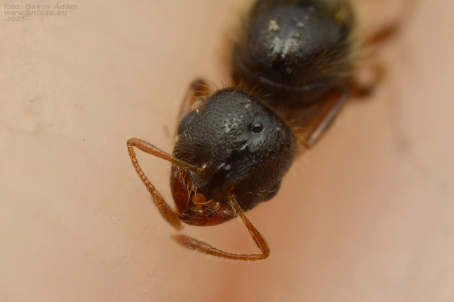 Solenopsis fugax - tolvajhangya