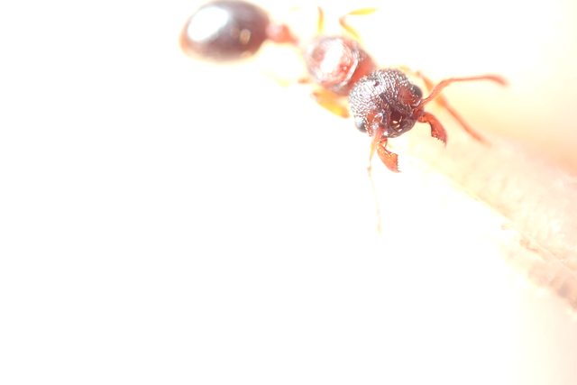 Myrmica scabrinodis - réti bütyköshangya