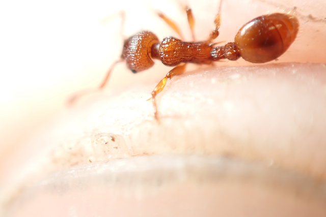 Myrmica scabrinodis - réti bütyköshangya