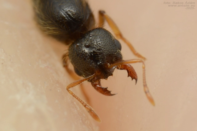 Solenopsis fugax - tolvajhangya
