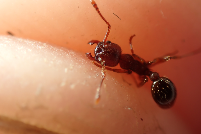 Myrmica curvithorax - sziki bütyköshangya