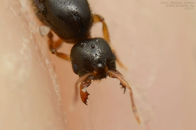 Solenopsis fugax - tolvajhangya