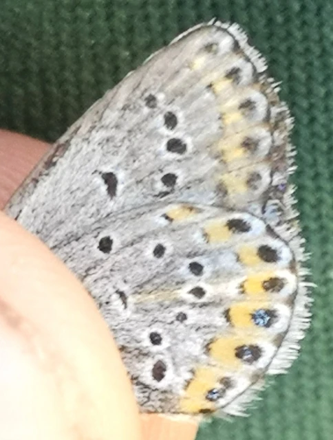 Plebejus argyrognomon - tintakék boglárka