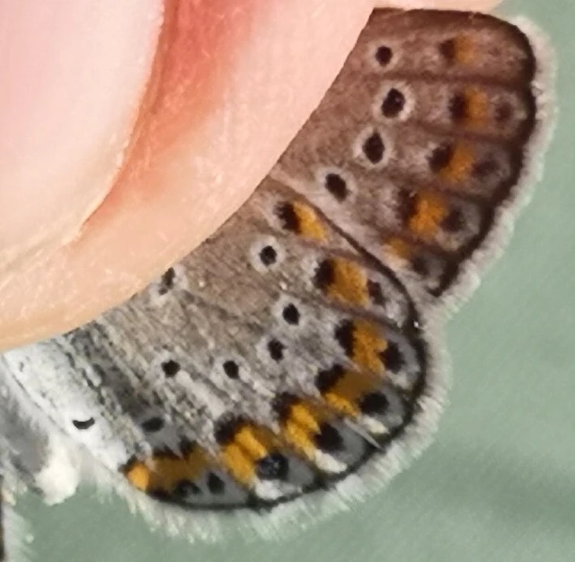 Plebejus argyrognomon - tintakék boglárka