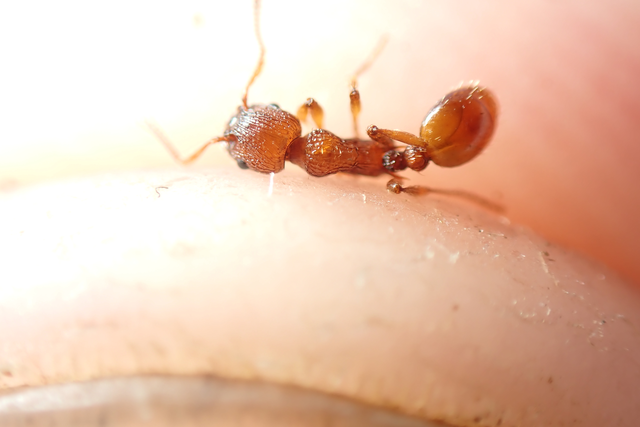 Myrmica scabrinodis - réti bütyköshangya