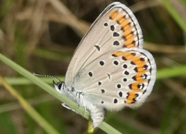 Plebejus argyrognomon - tintakék boglárka