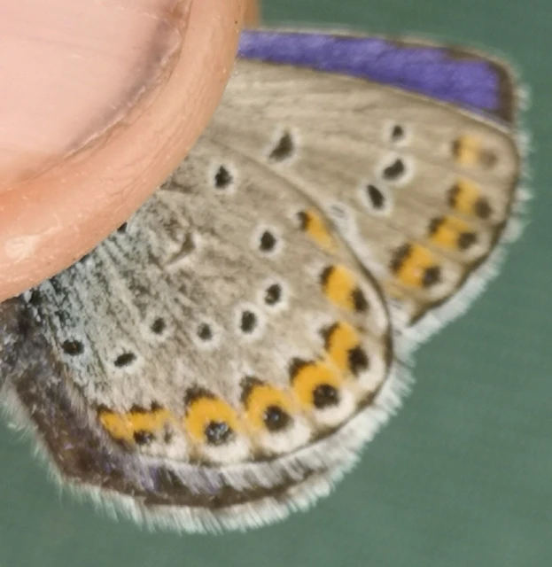 Plebejus argyrognomon - tintakék boglárka