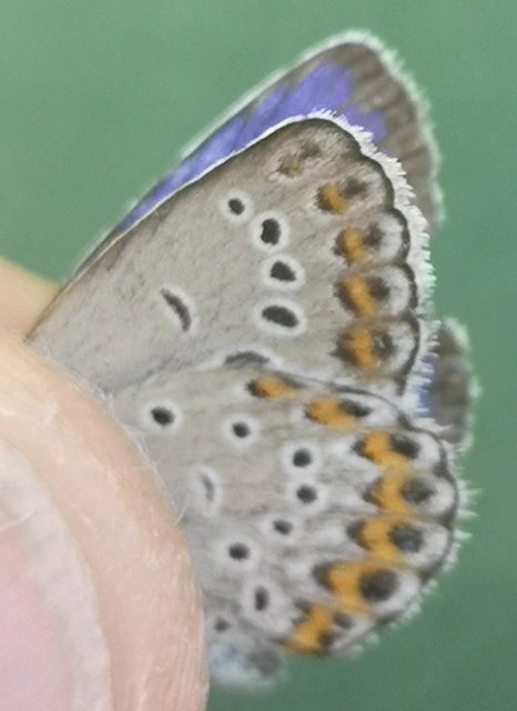 Plebejus argyrognomon - tintakék boglárka