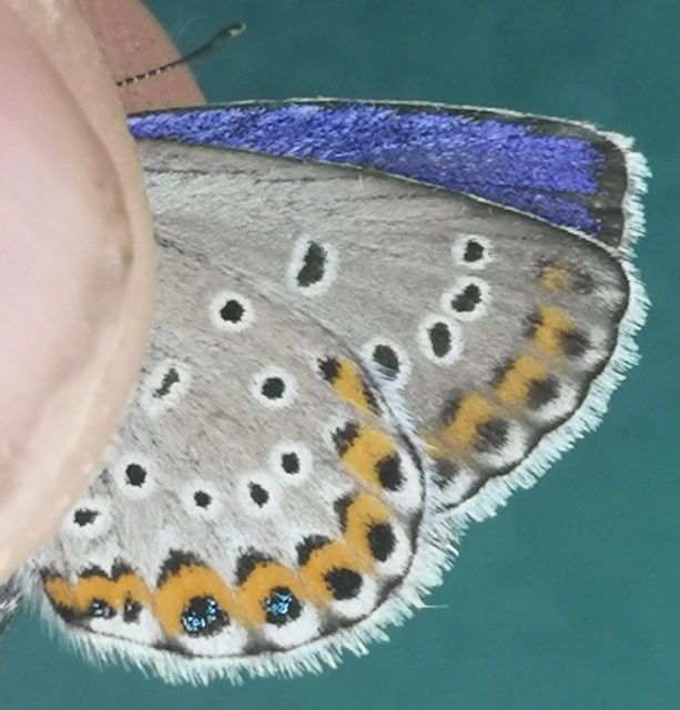 Plebejus argyrognomon - tintakék boglárka