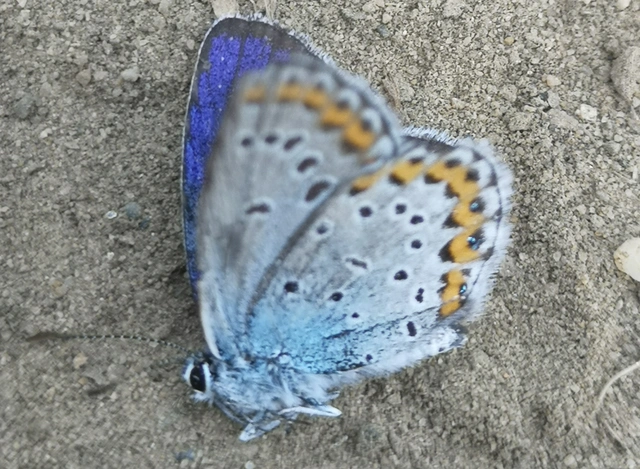 Plebejus argyrognomon - tintakék boglárka