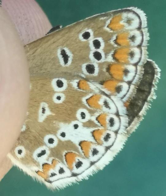Aricia agestis - szerecsenboglárka