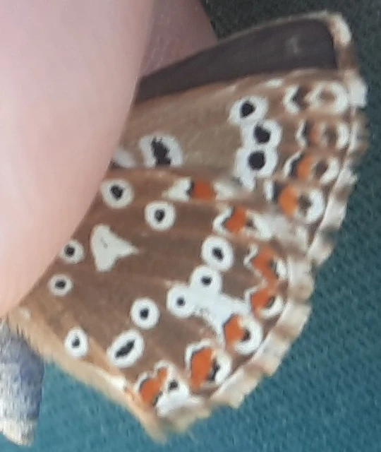 Polyommatus coridon - ezüstkék boglárka
